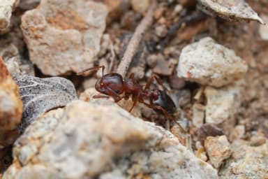 Crematogaster depilis photo 6