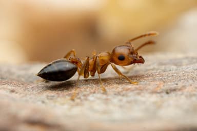 Crematogaster depilis photo 7