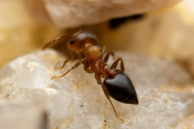 Crematogaster depilis photo 8