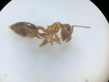 Crematogaster depilis photo 17