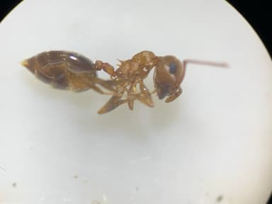 Crematogaster depilis photo 18