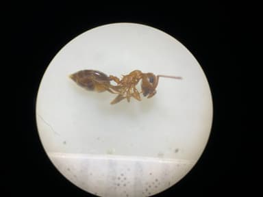 Crematogaster depilis photo 20