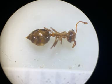 Crematogaster depilis photo 22