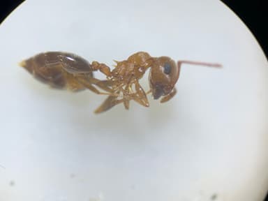 Crematogaster depilis photo 23
