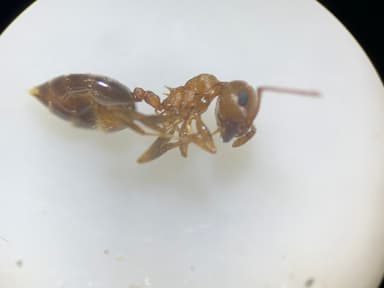 Crematogaster depilis photo 24