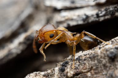 Crematogaster depilis photo 26