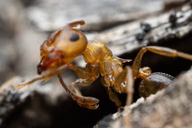 Crematogaster depilis photo 27