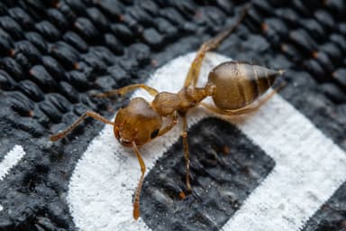 Crematogaster depilis photo 28