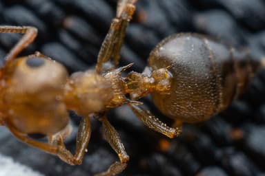 Crematogaster depilis photo 29