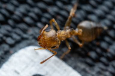 Crematogaster depilis photo 30