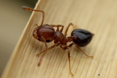 Crematogaster depilis photo 31