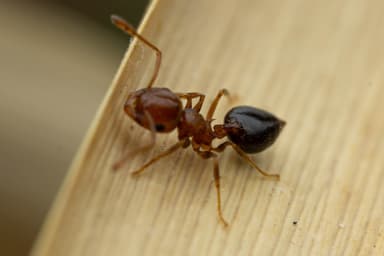Crematogaster depilis photo 32