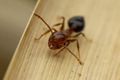 Crematogaster depilis photo 33