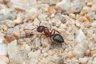 Crematogaster depilis photo 34