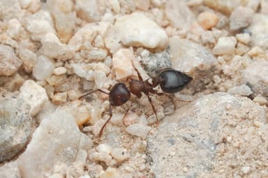 Crematogaster depilis photo 35