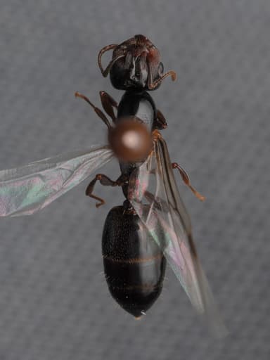 Crematogaster depilis photo 36
