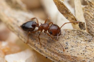Crematogaster depilis photo 37