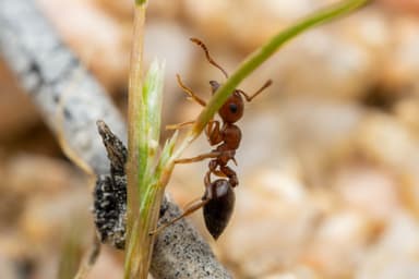 Crematogaster depilis photo 38