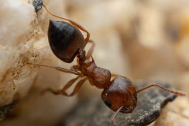 Crematogaster depilis photo 39