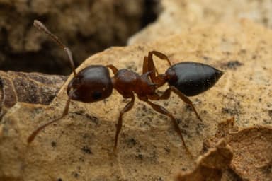 Crematogaster depilis photo 40