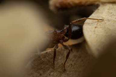 Crematogaster depilis photo 41