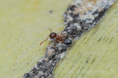 Crematogaster depilis photo 44