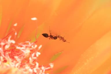 Crematogaster depilis photo 45