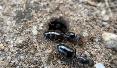 Crematogaster lineolata photo 18