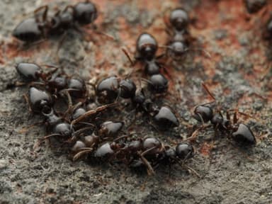 Crematogaster lineolata photo 23