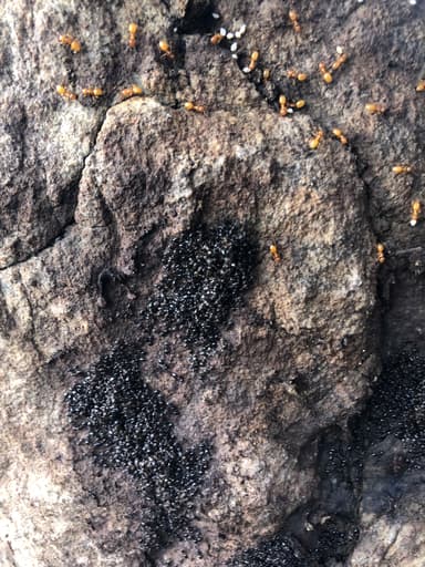 Crematogaster lineolata — colony photo 24