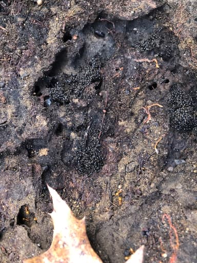 Crematogaster lineolata — colony photo 25
