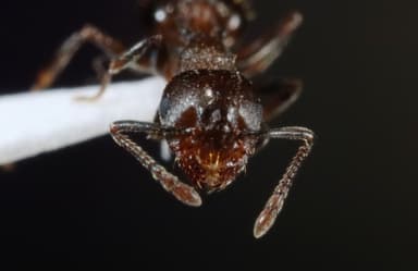 Crematogaster lineolata — colony photo 26
