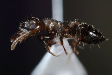 Crematogaster lineolata — colony photo 27