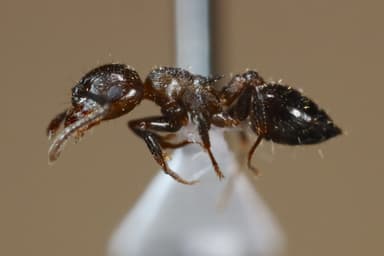 Crematogaster lineolata — colony photo 28