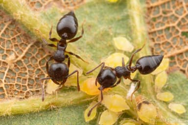 Crematogaster lineolata photo 33