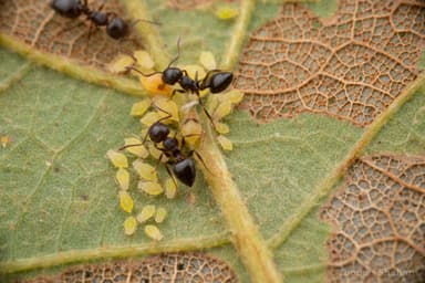 Crematogaster lineolata photo 35