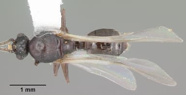 Crematogaster lineolata — queen photo 3