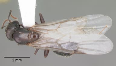 Crematogaster lineolata — queen photo 4