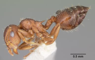Crematogaster lineolata — queen photo 5
