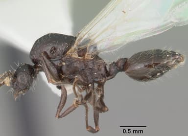 Crematogaster lineolata — queen photo 8