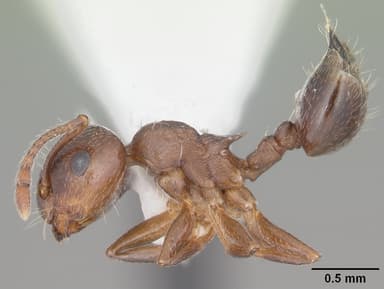 Crematogaster lineolata — queen photo 9