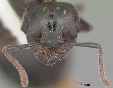 Crematogaster lineolata — queen photo 11
