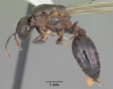 Crematogaster lineolata — queen photo 12