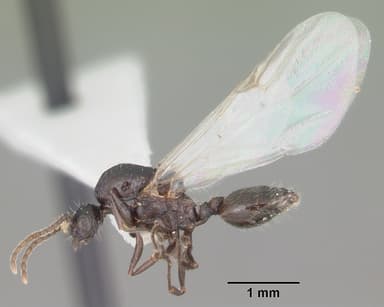 Crematogaster lineolata — queen photo 13