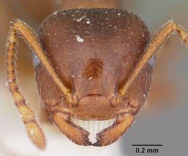 Crematogaster lineolata — queen photo 14