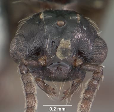 Crematogaster lineolata — queen photo 16
