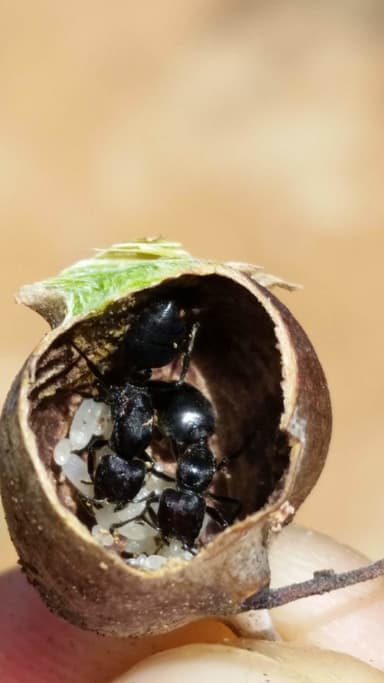 Crematogaster mimosae photo 5