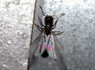 Crematogaster mutans photo 4