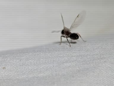 Crematogaster mutans photo 8