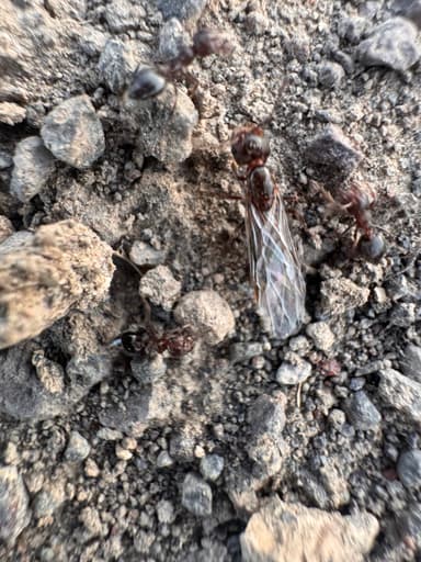 Crematogaster mutans photo 14